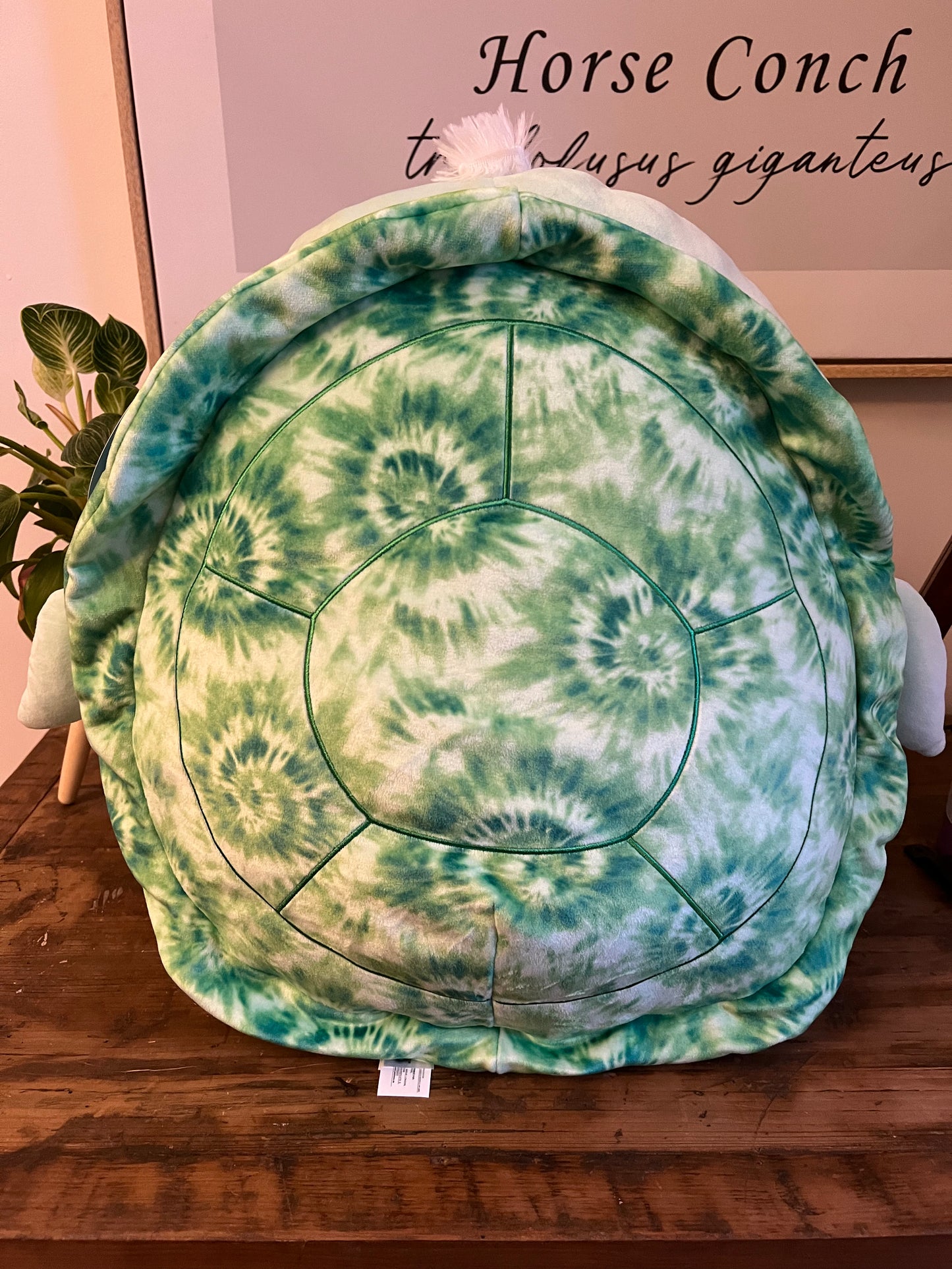 Herb the Turtle ~ 16" inch Squishmallow ~ IN STOCK!